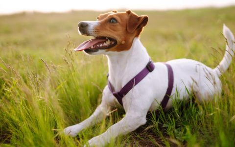 Parson Jack Russell Terrier