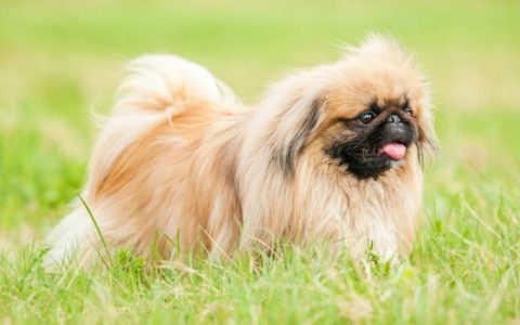 Perineal Hernia in Dogs