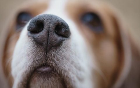 Nose Cancer in Dogs (Nasal Adenocarcinoma)