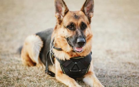 Military Working Dogs: Understanding Canine Post-Traumatic Stress Disorder