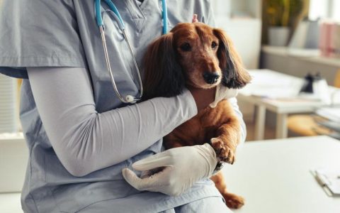 Granulomatous Meningoencephalitis (GME) in Dogs