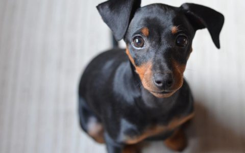 Miniature Pinscher