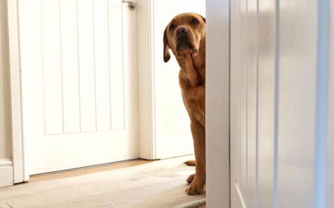 Have an Introverted Dog? Here’s How To Help Them Be More Confident