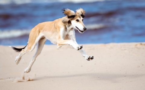 Saluki