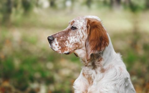 Contact Dermatitis in Dogs