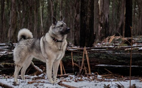 Norwegian Elkhound