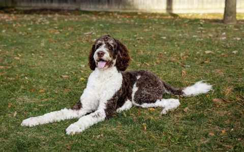 Bernedoodle