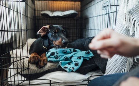 How to Crate Train a Puppy