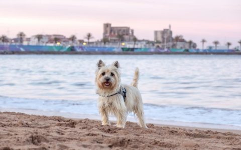 Cairn Terrier