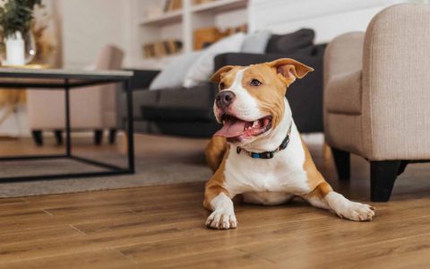 Does a Dog’s Breed Affect Their Behavior?