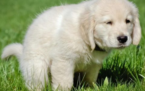 How Often Do Puppies Poop?