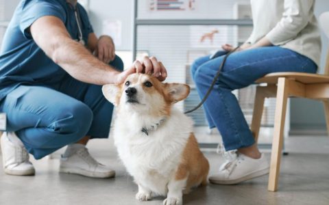 Kidney Infections in Dogs