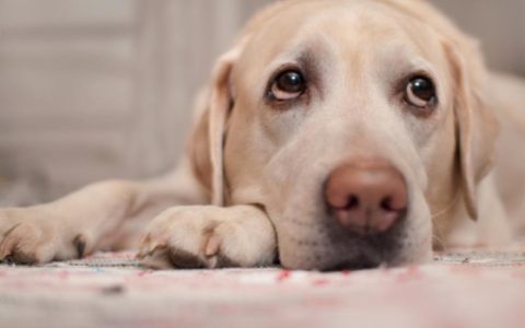 Bacterial Infection (Nocardiosis) in Dogs