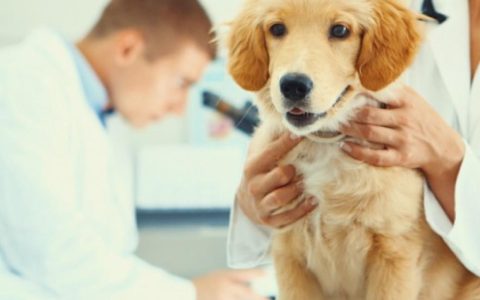 Advancements in Dog Mammary Tumor Therapy