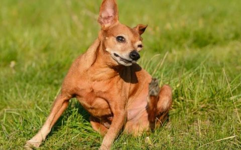 Lice in Dogs