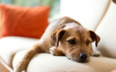 How to Tell if Your Dog Has a Fever and What to Do About It