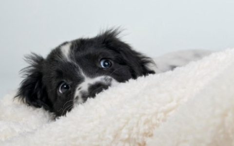 Can Dogs Have Panic Attacks?