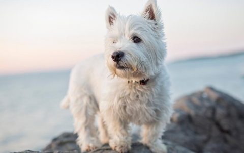 West Highland White Terrier (Westie)