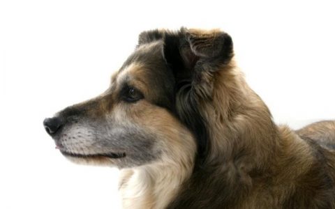 Neck and Back Pain in Dogs