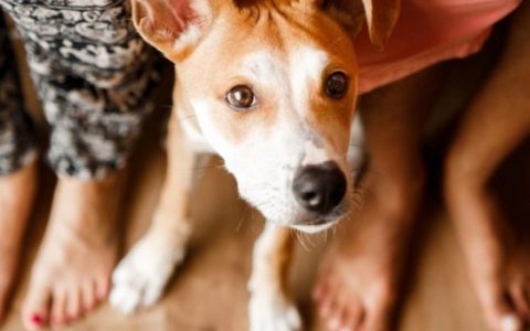 Why Do Dogs Sit on Your Feet?