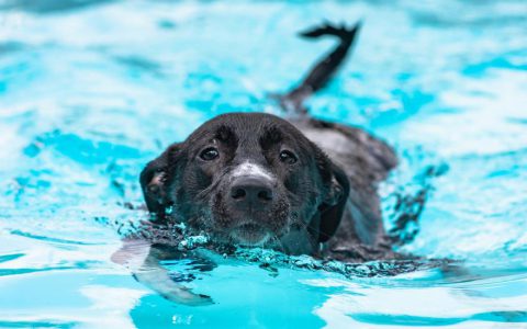 How to Teach Your Dog to Swim