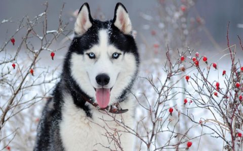 Siberian Husky