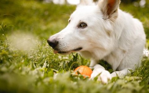 Does Your Dog Have a Flea Allergy?