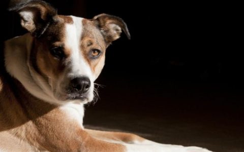 Amphetamine Poisoning in Dogs