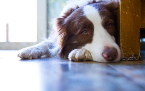 How To Tell If a Dog Is in Pain and What You Can Do To Help