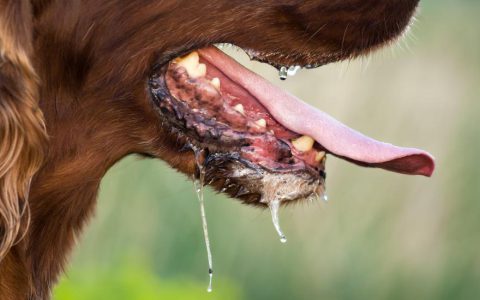 Excessive Drooling in Dogs