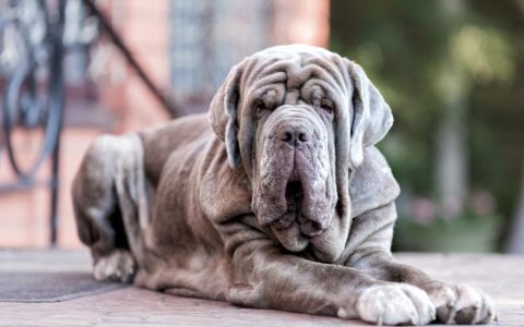 Neapolitan Mastiff