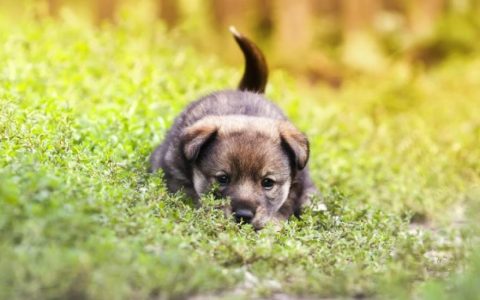 Intestinal Viral Infection (Rotavirus) in Dogs