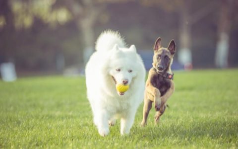 Can Dogs Have Dog Best Friends?