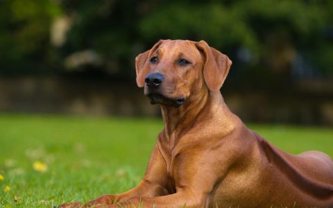 Rhodesian Ridgeback