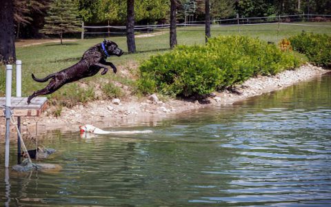 Diving Dogs: Everything You Wanted to Know About Dock Diving