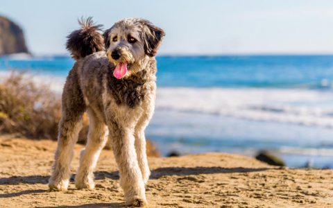 Aussiedoodle