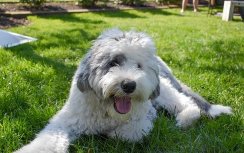 Sheepadoodle