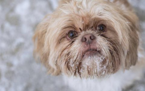 How to Teach Your Dog to Go to the Bathroom in the Snow or Rain