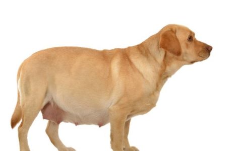 Birth Difficulties in Dogs