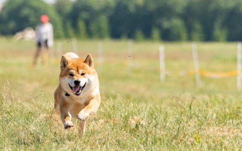 Lure Coursing for Dogs