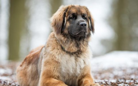 Leonberger