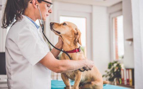 Kennel Cough in Dogs: Symptoms and Treatments