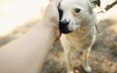 How Confidence-Building Exercises Can Help Timid Dogs