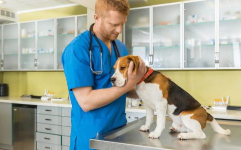 Prostate Enlargement in Dogs