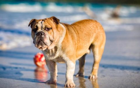 How To Treat Hot Spots on Dogs