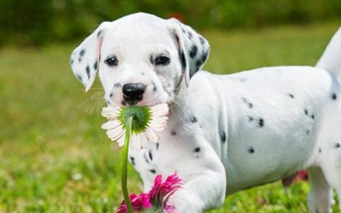 3 Simple Tips to Train Your Puppy