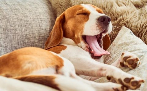 Why Do Dogs Yawn?