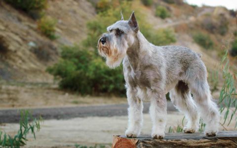 Standard Schnauzer