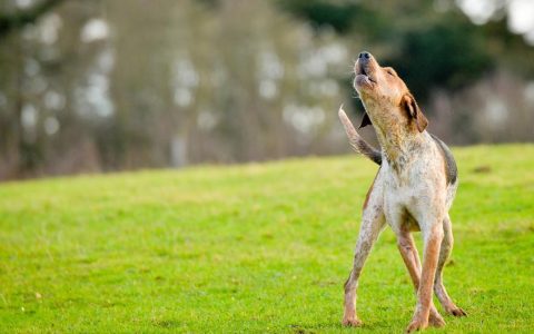 Why Do Dogs Howl? 5 Reasons To Understand Why Your Dog Is Howling