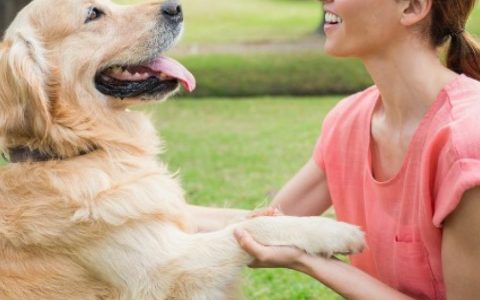 Training Tips to Strengthen Your Bond With Your Dog